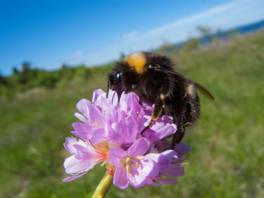 SJEFSBEFRUKTEREN: Humlen er ett av de viktigste insektene i hagen. Den står for mye av pollineringen av både blomster, frukttrær og bærbusker. (FOTO: La humla suse) SJEFSBEFRUKTEREN: Humlen er ett av de viktigste insektene i hagen. Den står for mye av pollineringen av både blomster, frukttrær og bærbusker. (FOTO: La humla suse)