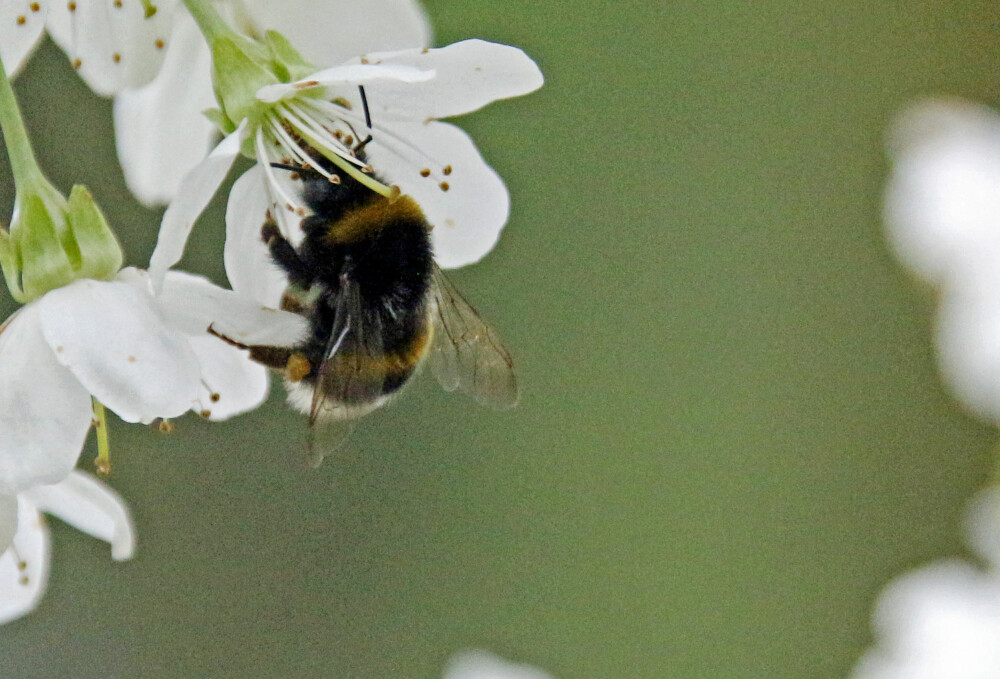 NEKTARELSKER: Blomster som inneholder mye nektar er magneter på humlen. (FOTO: Alexander Berg jr.) NEKTARELSKER: Blomster som inneholder mye nektar er magneter på humlen. (FOTO: Alexander Berg jr.)