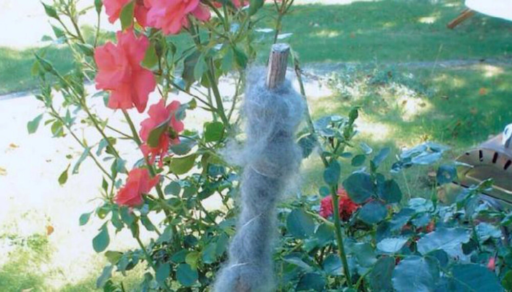 Ull mot rådyr som tar blomster! Ull mot rådyr som tar blomster!