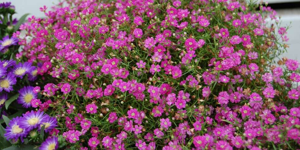 ROSA KRYPBRUDESLØR: De små, rosa blomstene danner en herlig lyserosa "sky". ROSA KRYPBRUDESLØR: De små, rosa blomstene danner en herlig lyserosa "sky".