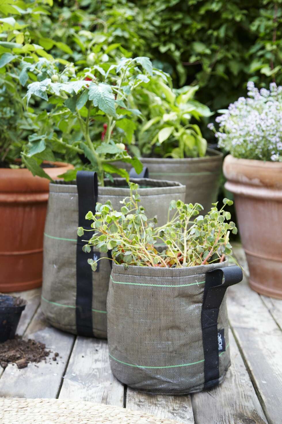 POTTE I TEKSTIL: De grønne tekstilpottene er fra bacsac.fr. De tar liten plass når de lagres ved sesongslutt og er perfekte for folk med begrenset oppbevaringsplass. POTTE I TEKSTIL: De grønne tekstilpottene er fra bacsac.fr. De tar liten plass når de lagres ved sesongslutt og er perfekte for folk med begrenset oppbevaringsplass.