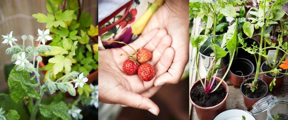 PLANTER: (Fra venstre) Agurkurten eller hjulkronen er enkel å dyrke og superfin i salater og andre grønne sommerretter. Her er den i hvit variant, den finnes også med blå blomster. Jordbær er relativt enkelt å få til, de trenger rikelig med sol, vann og gjødsel. Planter du ulike vekster sammen minker risikoen for skadedyr. Men husk at de ulike slagene skal ha hver sin potte. PLANTER: (Fra venstre) Agurkurten eller hjulkronen er enkel å dyrke og superfin i salater og andre grønne sommerretter. Her er den i hvit variant, den finnes også med blå blomster. Jordbær er relativt enkelt å få til, de trenger rikelig med sol, vann og gjødsel. Planter du ulike vekster sammen minker risikoen for skadedyr. Men husk at de ulike slagene skal ha hver sin potte.