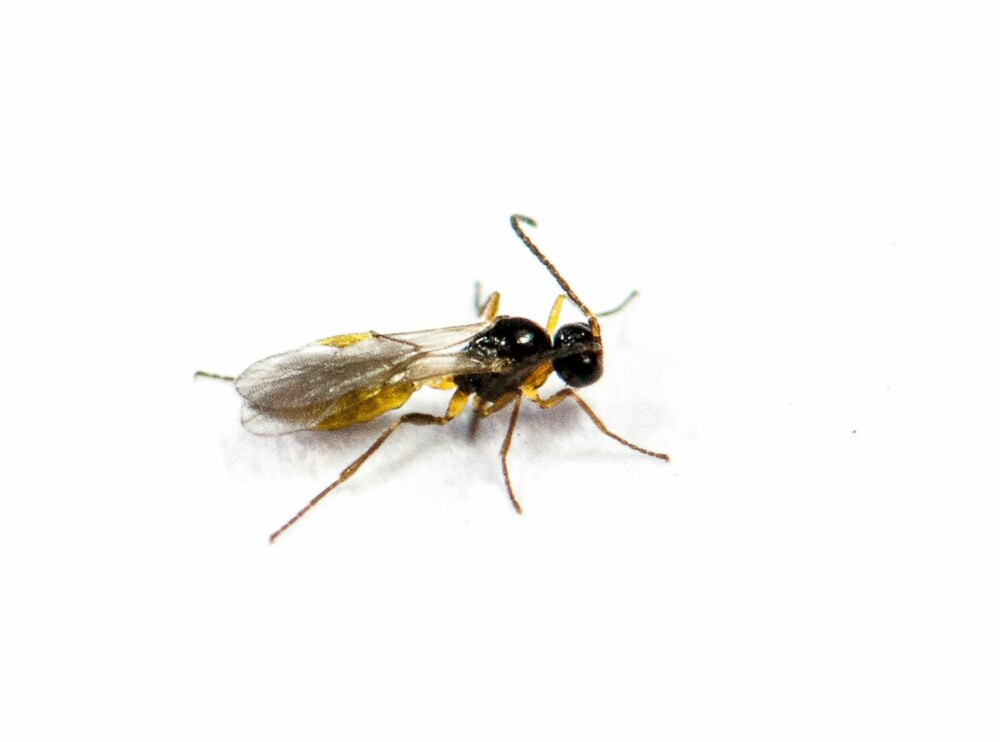 SNYLTEVEPS: I kampen mot skadedyrene spiller snyltevepsen en svært viktig rolle. SNYLTEVEPS: I kampen mot skadedyrene spiller snyltevepsen en svært viktig rolle.