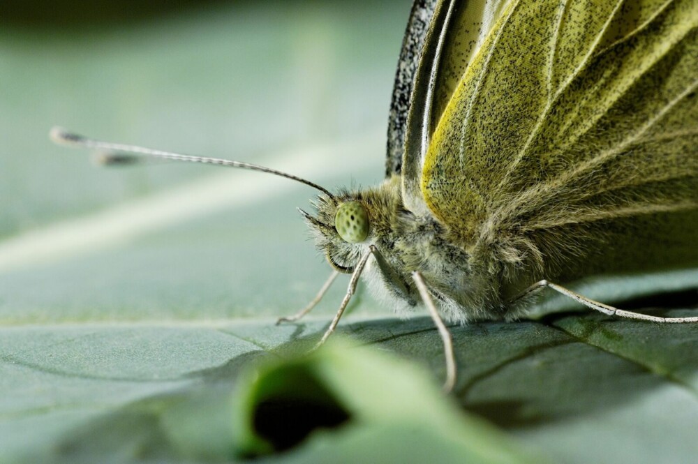 KÅLSOMMERFUGL: Kålsommerfuglen er en plagsom gjest i mange hager. Men det finnes råd. KÅLSOMMERFUGL: Kålsommerfuglen er en plagsom gjest i mange hager. Men det finnes råd.