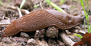 BØR BEKJEMPES: Brunskogsneglen (Arion vulgaris), også kalt iberiasnegl eller mordersnegl, plager mange hageeiere BØR BEKJEMPES: Brunskogsneglen (Arion vulgaris), også kalt iberiasnegl eller mordersnegl, plager mange hageeiere