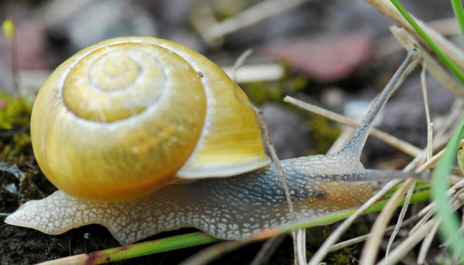 SNEGLER I HAGEN: Hagesnegl (Cepaea Hortensis) er utbredt i norske hager, men regnes ikke som et skadedyr. SNEGLER I HAGEN: Hagesnegl (Cepaea Hortensis) er utbredt i norske hager, men regnes ikke som et skadedyr.