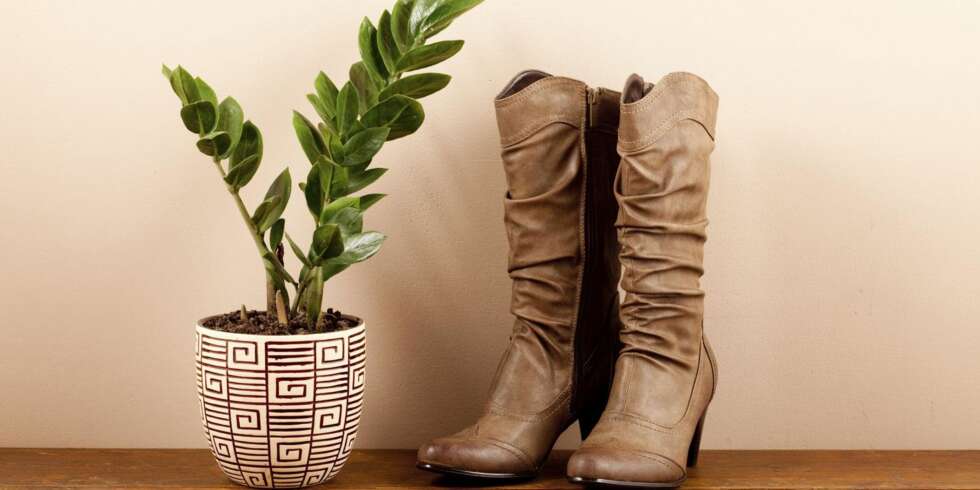 TRENGER MINDRE LYS: Inneblomsten Zamioculcas er blant de som ikke trenger så mye lys, og kan dermed stå lengre inn i rommet. TRENGER MINDRE LYS: Inneblomsten Zamioculcas er blant de som ikke trenger så mye lys, og kan dermed stå lengre inn i rommet.