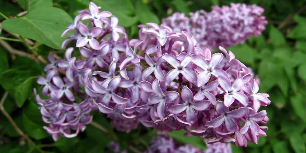 SYRINGA VULGARIS: Dette er den vanligste sorten syriner her i norge, som også kalles ""duftsyrin"". SYRINGA VULGARIS: Dette er den vanligste sorten syriner her i norge, som også kalles ""duftsyrin"".