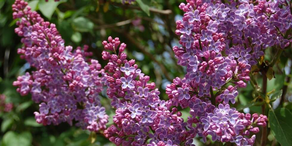 SYRINER I BLOMST: Hvem hadde vel ikke ønsket å hatt en slik velduftende og trendy plante i hagen sin. SYRINER I BLOMST: Hvem hadde vel ikke ønsket å hatt en slik velduftende og trendy plante i hagen sin.
