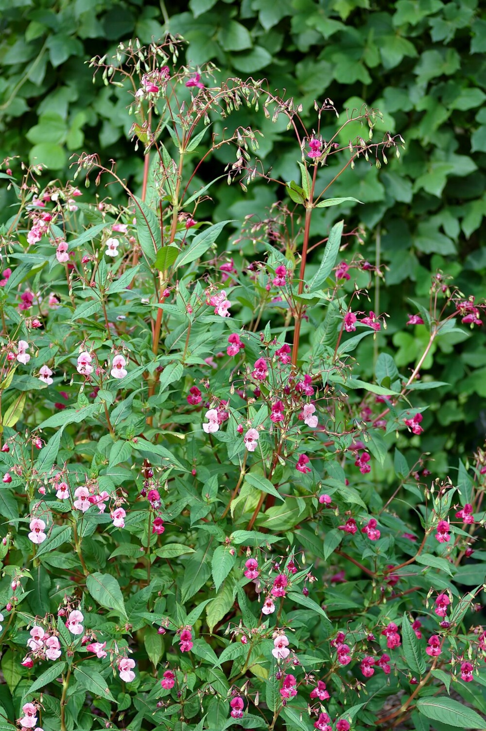 KJEMPESPRINGFRØ: Mange kan synes kjempespringfrø er en vakker plante, men det er svartelistet, som betyr at den kan være en trussel for naturmangfoldet. KJEMPESPRINGFRØ: Mange kan synes kjempespringfrø er en vakker plante, men det er svartelistet, som betyr at den kan være en trussel for naturmangfoldet.