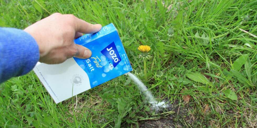 UGRESSBEKJEMPELSE: Salt knekker ugresset, men også alt annet det kommer i kontakt med. Dessuten blir det værende i jordsmonnet som en miljøgift. Salt bør derfor ikke brukes i ugressbekjempelsen. UGRESSBEKJEMPELSE: Salt knekker ugresset, men også alt annet det kommer i kontakt med. Dessuten blir det værende i jordsmonnet som en miljøgift. Salt bør derfor ikke brukes i ugressbekjempelsen.