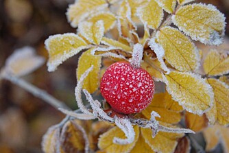 ROSENYPE: Rosenype med rim. ROSENYPE: Rosenype med rim.