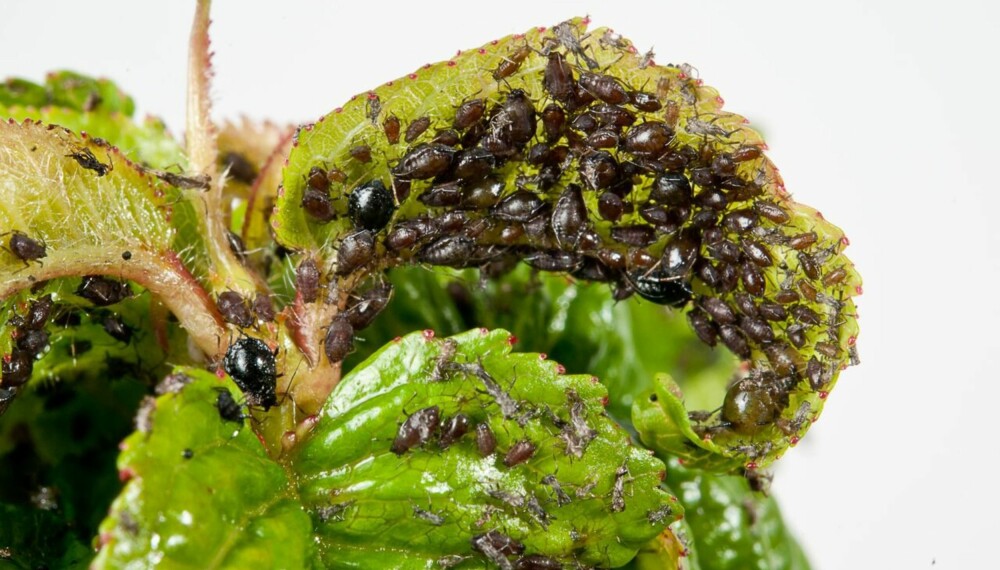 KIRSEBÆRBLADLUS: En av metodene du kan bekjempe bladlus med, er å spyle bort insektene med en kraftig stråle fra hageslangen. Alternativt kan du prøve å spraye dem med en blanding av vann, rapsolje, grønnsåpe, bakepulver og håndoppvaskmiddel. Sprøytemidler er også effektiv metode, men da dreper du også nytteinsektene i hagen. KIRSEBÆRBLADLUS: En av metodene du kan bekjempe bladlus med, er å spyle bort insektene med en kraftig stråle fra hageslangen. Alternativt kan du prøve å spraye dem med en blanding av vann, rapsolje, grønnsåpe, bakepulver og håndoppvaskmiddel. Sprøytemidler er også effektiv metode, men da dreper du også nytteinsektene i hagen.