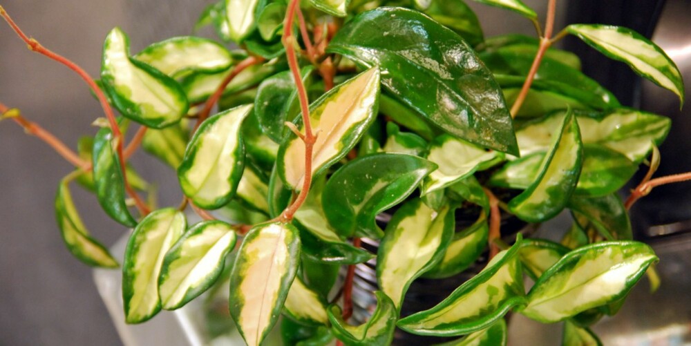 PORSELENSBLOMST: Hengeplante med blanke, mørkegrønne blader. PORSELENSBLOMST: Hengeplante med blanke, mørkegrønne blader.