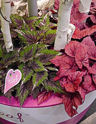KONGEBEGONIA: Finnes i både rødt, rosa, hvitt, nesten svart, prikker og striper. Mange har en kul, sølvaktig glans. KONGEBEGONIA: Finnes i både rødt, rosa, hvitt, nesten svart, prikker og striper. Mange har en kul, sølvaktig glans.