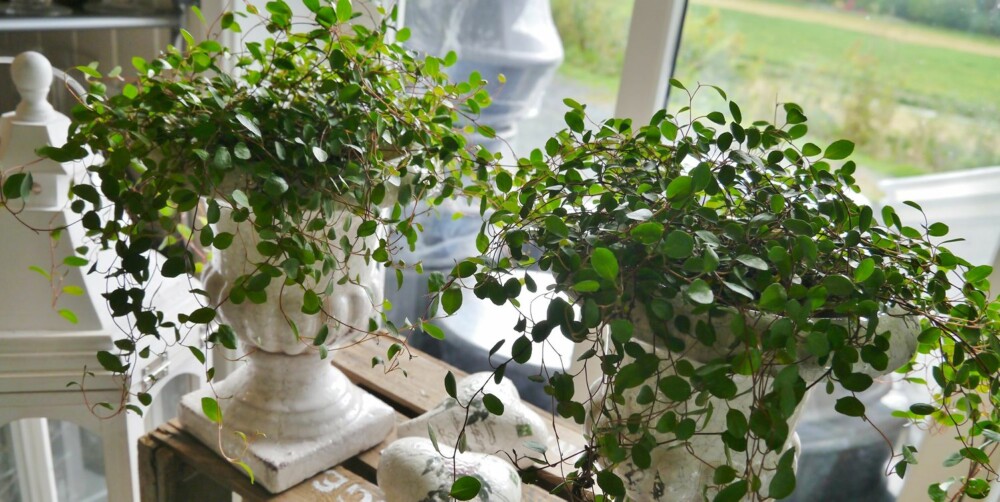 PLETTER I LUFTEN: Lav plante med masse små blader, noe som gir den et luftig uttrykk. Den kan klatre oppover på et stativ, eller få henge elegant utover. PLETTER I LUFTEN: Lav plante med masse små blader, noe som gir den et luftig uttrykk. Den kan klatre oppover på et stativ, eller få henge elegant utover.