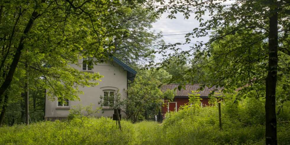 FRODIG: Hovedøya er kjent for sitt rike planteliv. Spesielt trives lindetreet godt her. Blomsterarter som bakkekløver, kubjelle og dragehode er blant sjeldenhetene som vokser vilt bare her på øya. FRODIG: Hovedøya er kjent for sitt rike planteliv. Spesielt trives lindetreet godt her. Blomsterarter som bakkekløver, kubjelle og dragehode er blant sjeldenhetene som vokser vilt bare her på øya.