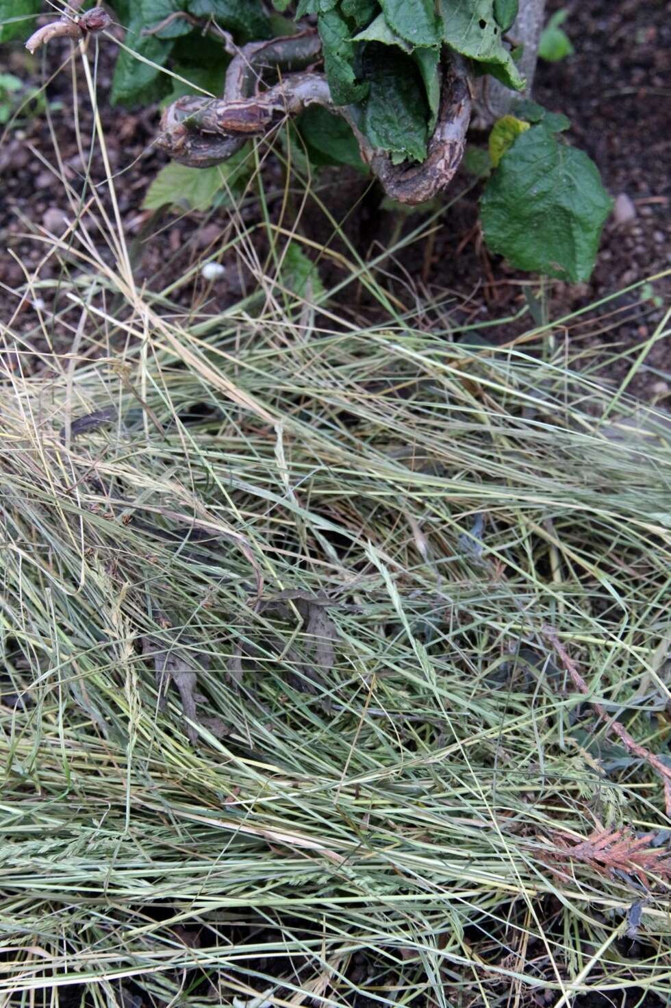 UGRESSBEKJEMPER: Gressavfall kan være bra å bruke i blomsterbed og andre steder for blant annet å hindre at ugress vokser opp. UGRESSBEKJEMPER: Gressavfall kan være bra å bruke i blomsterbed og andre steder for blant annet å hindre at ugress vokser opp.