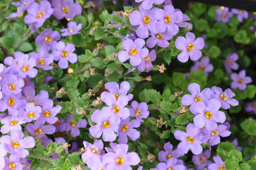 BACOPA: Bacopa er en sommerblomst med hengende ranker, og passer best til ampler og hengende langs kanten på krukker og balkongkasser BACOPA: Bacopa er en sommerblomst med hengende ranker, og passer best til ampler og hengende langs kanten på krukker og balkongkasser