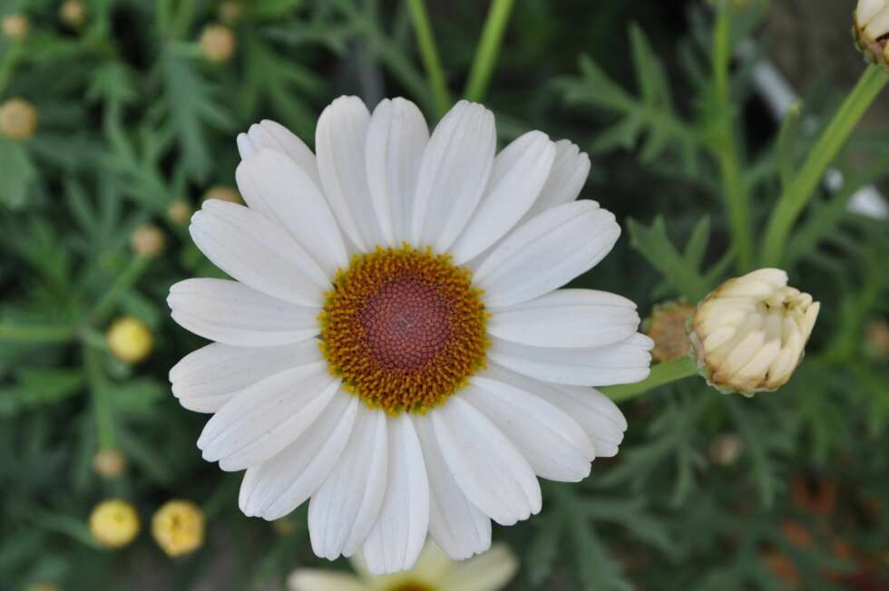 SOMMERBLOMSTER: Margeriten blomstrer hele sommeren og finnes i flere farger. SOMMERBLOMSTER: Margeriten blomstrer hele sommeren og finnes i flere farger.