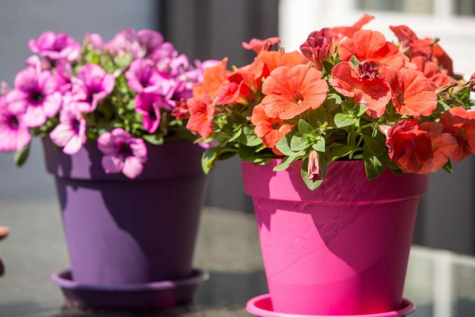 KRUKKER OG VERANDAKASSER: Petunia passer best i krukker, verandakasser og ampler. KRUKKER OG VERANDAKASSER: Petunia passer best i krukker, verandakasser og ampler.