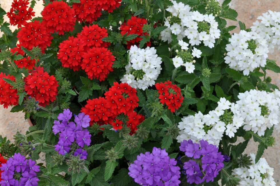 VERBENA: Dette er en blomst som storkoser seg i solen og passer best i ampler, krukker og ballongkasser. VERBENA: Dette er en blomst som storkoser seg i solen og passer best i ampler, krukker og ballongkasser.