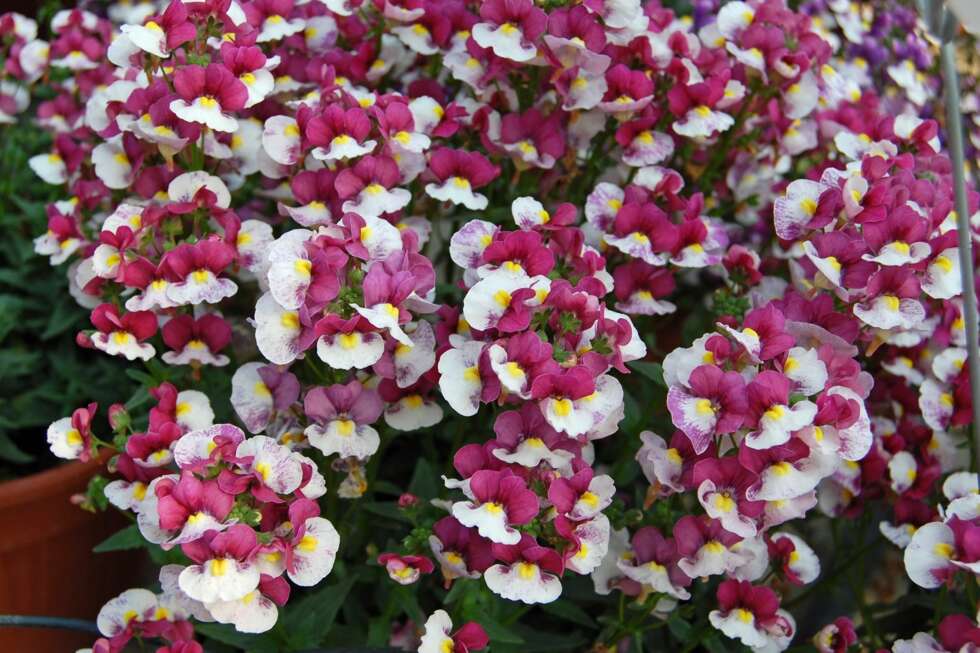 NEMESIA: Den finnes i et stort utvalg av farger og liker seg både i sol og halvskygge. NEMESIA: Den finnes i et stort utvalg av farger og liker seg både i sol og halvskygge.