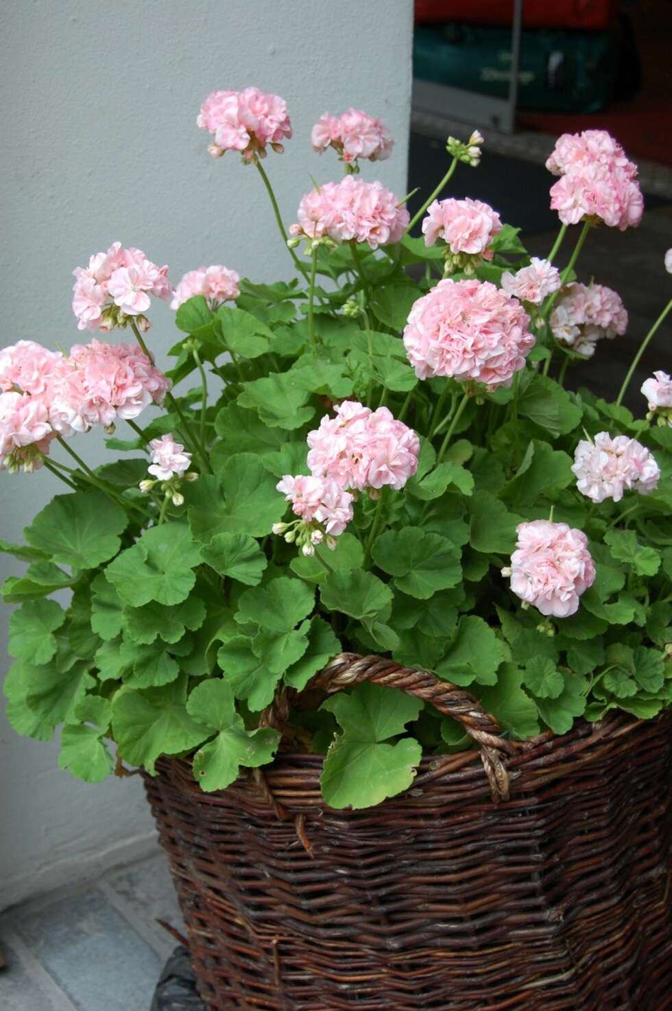 HAGEPELARGONIUM: Dette er en blomst som passer like bra i vinduskarmen som i krukker og bed. HAGEPELARGONIUM: Dette er en blomst som passer like bra i vinduskarmen som i krukker og bed.