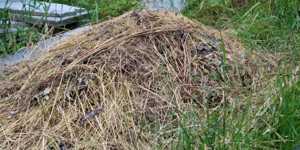 HAGENS GULL: Når du klipper gresset, skal du ta vare på avfallet. Det kan bli verdifullt både som en ugressbekjemper og som strø i blomsterbedene for å holde på fuktigheten. HAGENS GULL: Når du klipper gresset, skal du ta vare på avfallet. Det kan bli verdifullt både som en ugressbekjemper og som strø i blomsterbedene for å holde på fuktigheten.