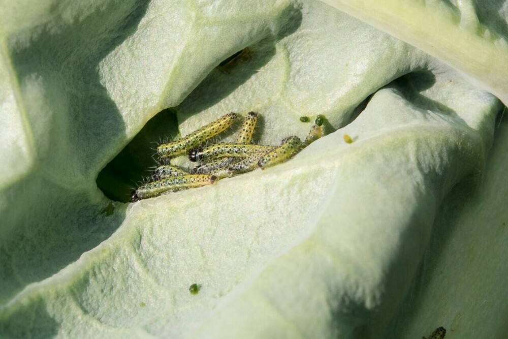 KÅLSOMMERFUGL: Fiberduk er en effektiv metode for å beskytte mot kålsommerfugler. Fiberduken holder på varmen, samtidig som luft og fuktighet slipper til. Duken er så lett at den kan legges rett på plantene eller på jorda. KÅLSOMMERFUGL: Fiberduk er en effektiv metode for å beskytte mot kålsommerfugler. Fiberduken holder på varmen, samtidig som luft og fuktighet slipper til. Duken er så lett at den kan legges rett på plantene eller på jorda.