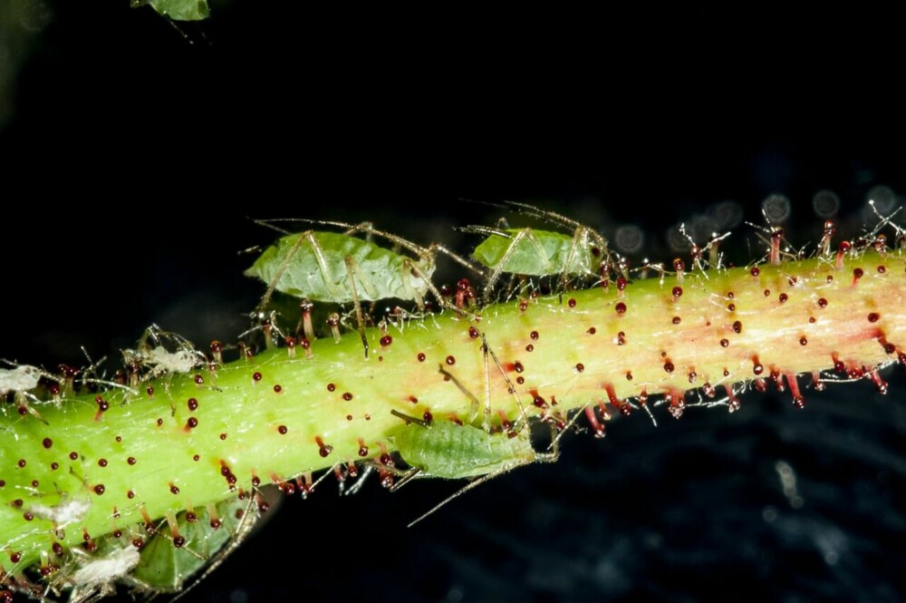 ROSEBLADLUS: Disse insektene skader rosene dine. Et forslag er å plante lavendel mellom rosebuskene. Lavendel har sterk lukt og kan forvirre bladlusene. ROSEBLADLUS: Disse insektene skader rosene dine. Et forslag er å plante lavendel mellom rosebuskene. Lavendel har sterk lukt og kan forvirre bladlusene.