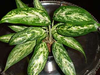 Aglanoema. Aglanoema.