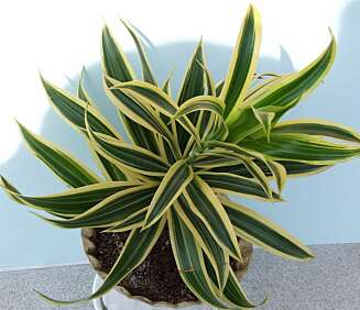 Bånddracaena. Farvene på båndene kan variere. Bånddracaena. Farvene på båndene kan variere.