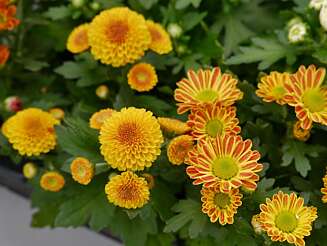 Krysantemum Krysantemum