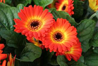 Gerbera. Gerbera.