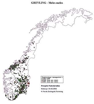 INGEN EKSAKT OVERSIKT: Vi har ingen tall på hvor mange grevlinger det er i landet, men basert på observasjoner har man laget et utbredelseskart. INGEN EKSAKT OVERSIKT: Vi har ingen tall på hvor mange grevlinger det er i landet, men basert på observasjoner har man laget et utbredelseskart.