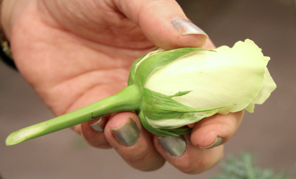 ROSER: Hvite roser egner seg godt i blomsterdekorasjoner til jul. Skråskjær stilken så hele blomsten måler rundt 11 centimeter. ROSER: Hvite roser egner seg godt i blomsterdekorasjoner til jul. Skråskjær stilken så hele blomsten måler rundt 11 centimeter.