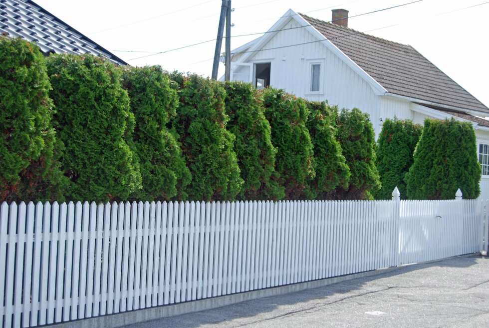 TUJA: Den populære tuja-hekken pryder mange norske hager. FOTO: Opplysningskontoret for planter og blomster. TUJA: Den populære tuja-hekken pryder mange norske hager. FOTO: Opplysningskontoret for planter og blomster.