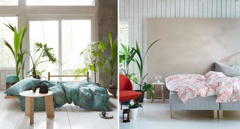 STORE PLANTER: Nå skal du ikke nøye deg med små planter inne. FOTO: Høie STORE PLANTER: Nå skal du ikke nøye deg med små planter inne. FOTO: Høie