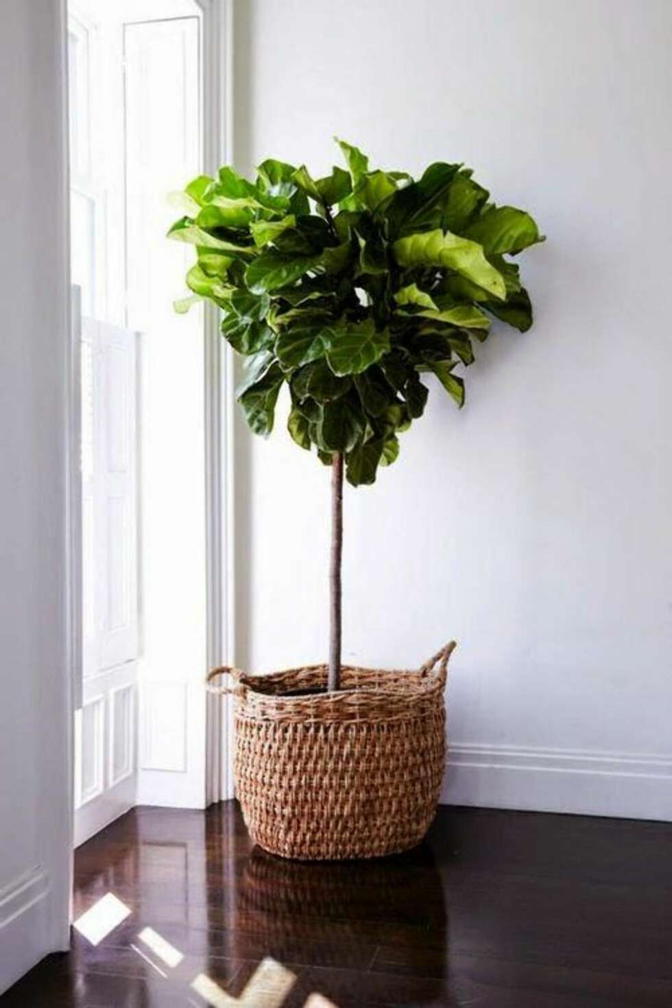 FIKENTRE: Ett av de mest trendy trærne du kan ha inne akkurat nå, er fikentreet. FOTO: Bellamumma.com FIKENTRE: Ett av de mest trendy trærne du kan ha inne akkurat nå, er fikentreet. FOTO: Bellamumma.com