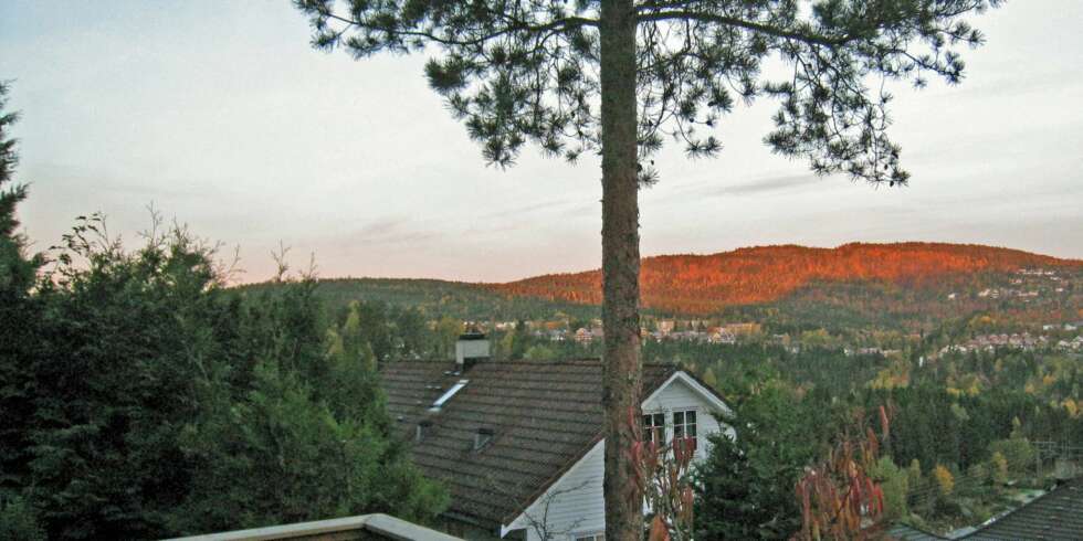 BESVÆRLIGE TRÆR: Hva skal du gjøre med trær som kan skade eiendommen din om de faller? BESVÆRLIGE TRÆR: Hva skal du gjøre med trær som kan skade eiendommen din om de faller?