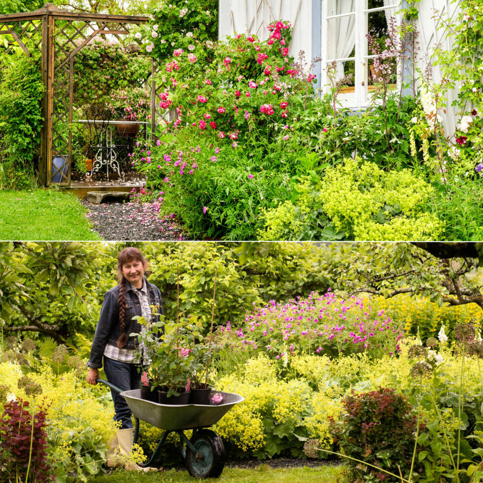 COTTAGE GARDEN: Typiske cottage garden-planter er de herdige kanadiske rosene ‘Martin Frobisher’ i lys rosa og ‘William Baffin’ i sterkt rosa. Helen steller i hagen hver bidige dag. Her står hun med trillebåra under de gamle epletrærne, omgitt av et vell av stormarikåpe og den vakre storkenebben ’Patricia’. COTTAGE GARDEN: Typiske cottage garden-planter er de herdige kanadiske rosene ‘Martin Frobisher’ i lys rosa og ‘William Baffin’ i sterkt rosa. Helen steller i hagen hver bidige dag. Her står hun med trillebåra under de gamle epletrærne, omgitt av et vell av stormarikåpe og den vakre storkenebben ’Patricia’.