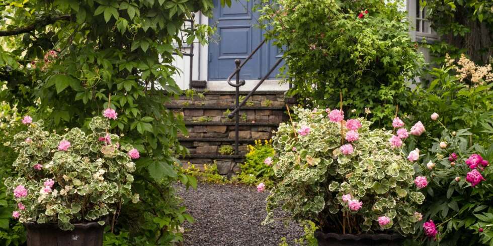 VELKOMMEN: Ved inngangspartiet står to gamle pelargonier i full blomst. De stammer fra en nå nedlagt landhandel i Totenvika. Hun som drev landhandelen for over 40 år siden het Otilie. Derfor går de nå under navnet Otilie. VELKOMMEN: Ved inngangspartiet står to gamle pelargonier i full blomst. De stammer fra en nå nedlagt landhandel i Totenvika. Hun som drev landhandelen for over 40 år siden het Otilie. Derfor går de nå under navnet Otilie.
