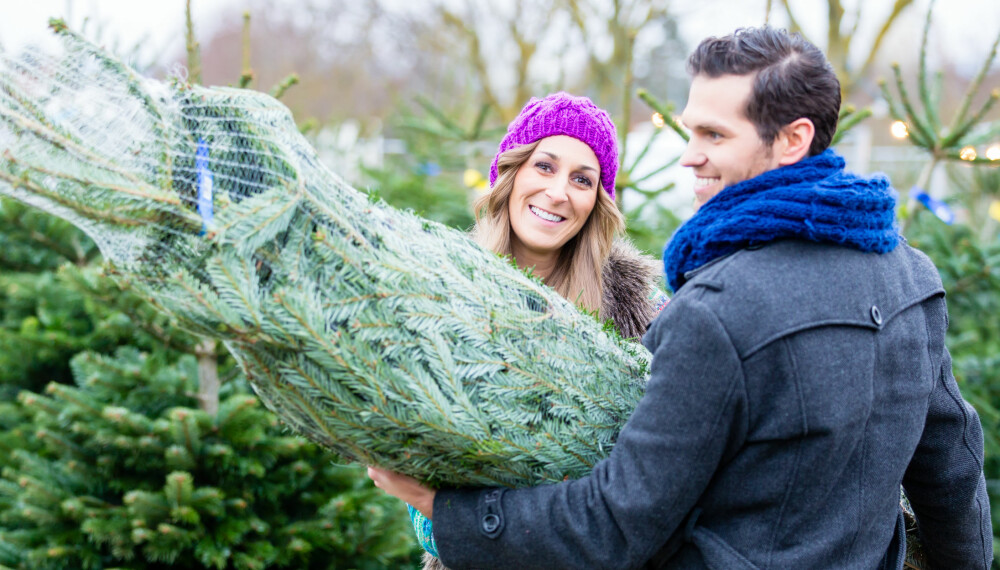 VALGETS KVALER: Stadig flere bytter ut vanlig gran med edelgran og kunstig juletre, men originalen er fremdeles det mest populære treet, skal vi tro juletreselgerne. VALGETS KVALER: Stadig flere bytter ut vanlig gran med edelgran og kunstig juletre, men originalen er fremdeles det mest populære treet, skal vi tro juletreselgerne.