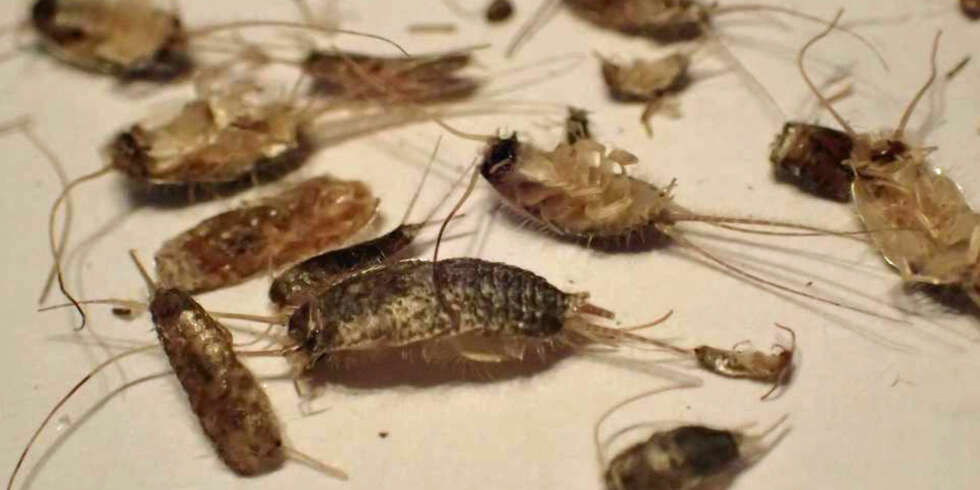 INSEKTER I BOLIG: Skjeggkreet er robust og har kommet til Norge for å bli. INSEKTER I BOLIG: Skjeggkreet er robust og har kommet til Norge for å bli.