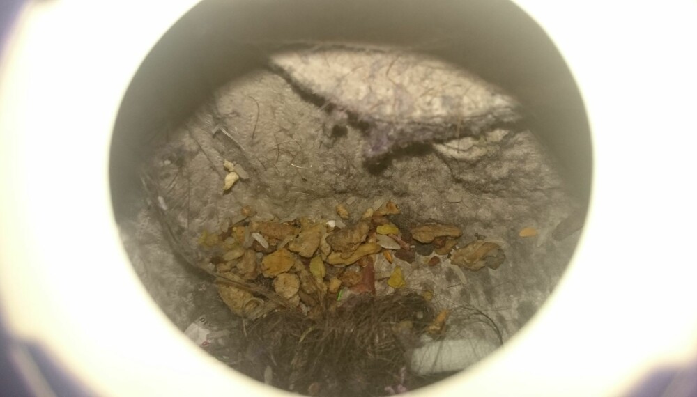 BEKJEMPE INSEKTER: Spesielt et insekt vil leve svært godt sammen med resten av innholdet i støvsugerposen din. BEKJEMPE INSEKTER: Spesielt et insekt vil leve svært godt sammen med resten av innholdet i støvsugerposen din.