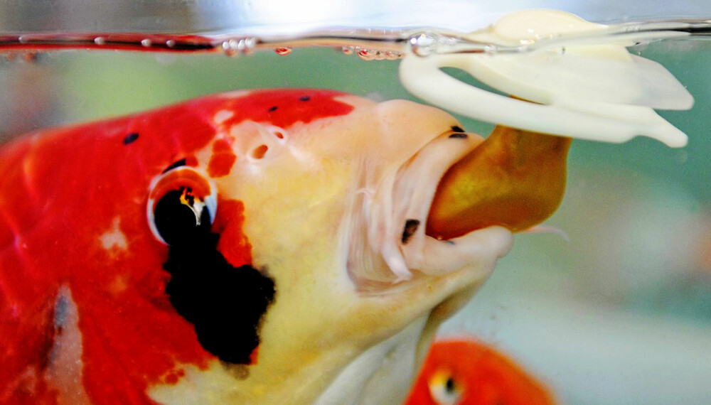 FISKER ETTER SMOKK: Karpene i Akvariet i Bergen synes det smaker godt med smokk. Dyrepasserne fyller smokkene med reker og krill. FISKER ETTER SMOKK: Karpene i Akvariet i Bergen synes det smaker godt med smokk. Dyrepasserne fyller smokkene med reker og krill.