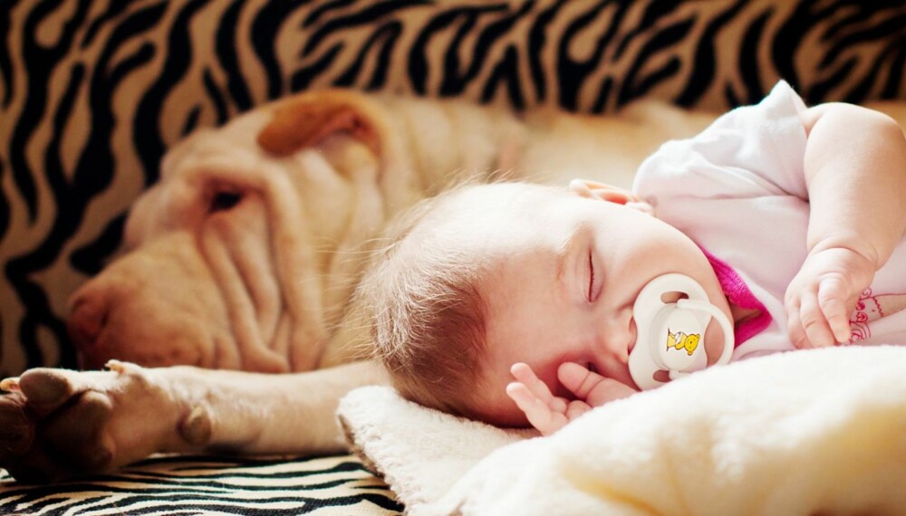 IKKE ALENE: Selv om hunden deres er den snilleste i verden, bør du aldri la hunden og babyen være alene sammen. IKKE ALENE: Selv om hunden deres er den snilleste i verden, bør du aldri la hunden og babyen være alene sammen.