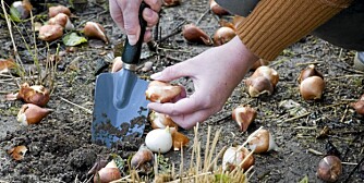 LETTSTELT HAGE: Dersom du pynter med blomsterløk, så velg gjerne krokus eller snøklokker, som kommer tilbake år etter år. LETTSTELT HAGE: Dersom du pynter med blomsterløk, så velg gjerne krokus eller snøklokker, som kommer tilbake år etter år.