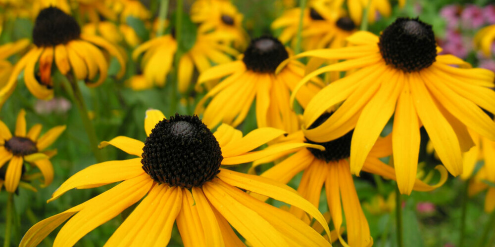 BLOMSTRER LENGE: Sommer-rudbeckia er vanlig i mange beplantinger rundt offentlige bygg, det kan nok komme av at den blomstrer lenge. BLOMSTRER LENGE: Sommer-rudbeckia er vanlig i mange beplantinger rundt offentlige bygg, det kan nok komme av at den blomstrer lenge.